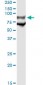 GP1BA Antibody (monoclonal) (M02)